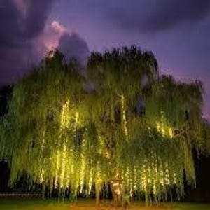 Graceful Weeping Willow Tree Starter Plant (8-12&quot;) – Elegant Landscaping Tree with Lush Green Foliage – Perfect for Gardens & Outdoor Spaces
