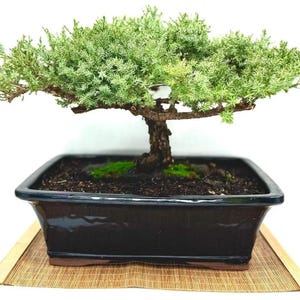 10+ Year-Old Juniper Bonsai Tree – Live Aged Bonsai in Decorative Pot | Symbol of Strength & Serenity | Gift-Ready | Rare Collector’s Tree