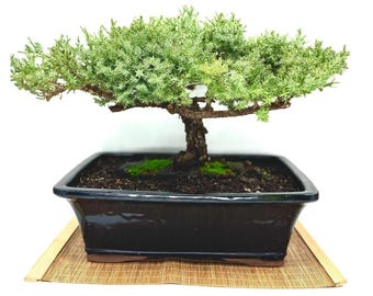 rotala bonsai tropica Tropica Rotala Bonsai 1-2-GROW