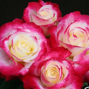 Double Delight Rose - Hard to find! - A Classic Beauty with a Twist!