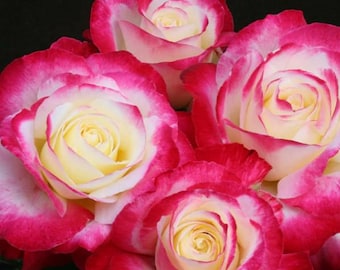 May include: Close-up of several roses with white and yellow centers, edged with vibrant pink petals. The roses are in full bloom, showcasing their layered petals and delicate textures. The background is dark, emphasizing the flowers.