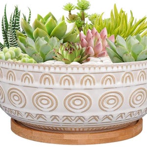 Live Succulent Arrangement in White Ceramic Planter