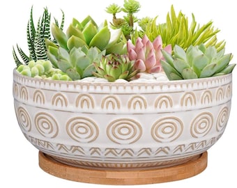 Composition vivante de succulentes dans une jardinière en céramique blanche