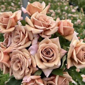 RARE - Koko Loco Rose Bush - Uniquely Beautiful, Unbelievably Stunning!