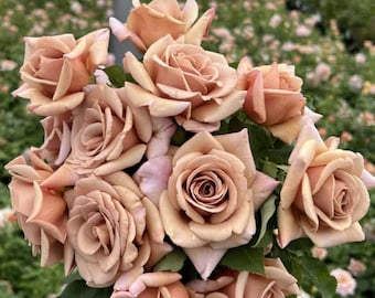 RARE - Koko Loco Rose Bush - Uniquely Beautiful, Unbelievably
