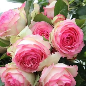 BEAUTIFUL Eden Climber Rose - Potted & Ready to Plant | Romantic Old-Fashioned Pink Blooms