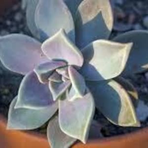 May include: A close-up of a succulent plant with fleshy, light green leaves with a purple hue. The plant is in a terracotta pot.