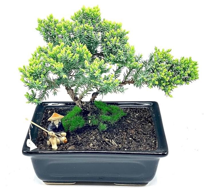 生きたジュニパー盆栽（樹齢6年） – 禅風ギフト | 屋内/屋外用観葉植物
