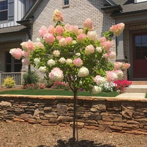 May include: A flowering tree with large, round clusters of pink and white blooms. The tree is planted in front of a brick house with a stone retaining wall. The flowers are in full bloom, creating a vibrant display.