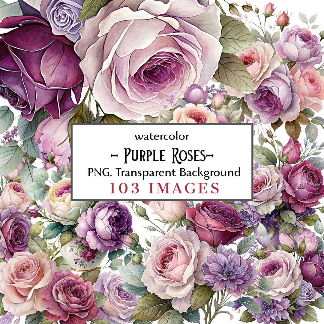 Watercolor Purple Roses Clipart: Floral Illustrations PNG (digital ...