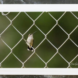 Carte pour notes signée avec photo de la faune. Image détaillée du Colibri à gorge rubis. Parfait pour les amoureux de la nature ! Encadrement. Enveloppe incluse.