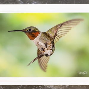 Carte pour notes signée avec photo de la faune. Image détaillée du Colibri à gorge rubis. Parfait pour les amoureux de la nature ! Encadrement. Enveloppe incluse.