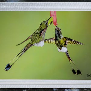 Signierte Wildtier Foto Grußkarte. Kolibris des ecuadorianischen Nebelwaldes. Perfekt für Naturliebhaber! Rahmenbar. Inklusive Umschlag.