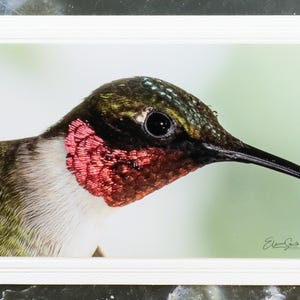 Carte pour notes signée avec photo de la faune. Image détaillée du Colibri à gorge rubis. Parfait pour les amoureux de la nature ! Encadrement. Enveloppe incluse.