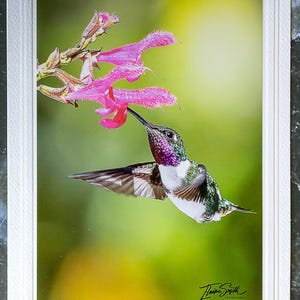 Cartão de nota com foto da vida selvagem assinado. Beija-flores da Floresta Nublada Equatoriana. Perfeito para amantes da natureza! Emoldurável. Envelope incluso.