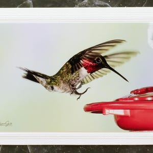 Carte pour notes signée avec photo de la faune. Image détaillée du Colibri à gorge rubis. Parfait pour les amoureux de la nature ! Encadrement. Enveloppe incluse.