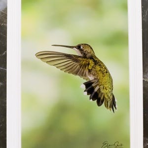 Carte pour notes signée avec photo de la faune. Image détaillée du Colibri à gorge rubis. Parfait pour les amoureux de la nature ! Encadrement. Enveloppe incluse.
