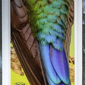 Cartão de nota com foto da vida selvagem assinado. Beija-flores da Floresta Nublada Equatoriana. Perfeito para amantes da natureza! Emoldurável. Envelope incluso.