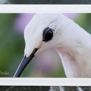 Carte pour notes signée avec photo de la faune. Image détaillée du Colibri à gorge rubis. Parfait pour les amoureux de la nature ! Encadrement. Enveloppe incluse.