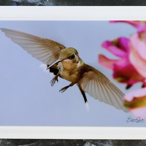 Carte pour notes signée avec photo de la faune. Image détaillée du Colibri à gorge rubis. Parfait pour les amoureux de la nature ! Encadrement. Enveloppe incluse.