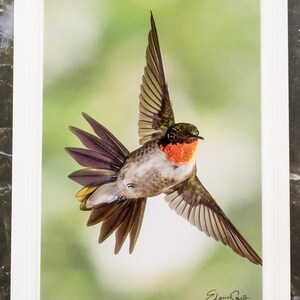 Carte pour notes signée avec photo de la faune. Image détaillée du Colibri à gorge rubis. Parfait pour les amoureux de la nature ! Encadrement. Enveloppe incluse.