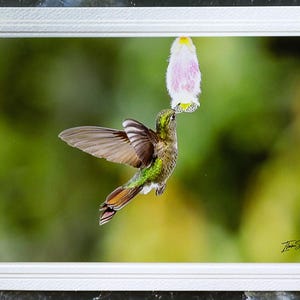 Cartão de nota com foto da vida selvagem assinado. Beija-flores da Floresta Nublada Equatoriana. Perfeito para amantes da natureza! Emoldurável. Envelope incluso.