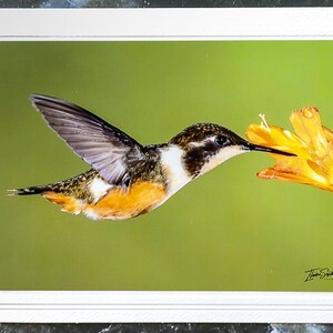 Cartão de nota com foto da vida selvagem assinado. Beija-flores da Floresta Nublada Equatoriana. Perfeito para amantes da natureza! Emoldurável. Envelope incluso.