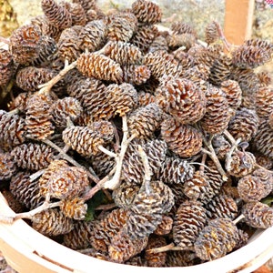 Tiny Alder Tree Pinecones Freshly Picked This Month, 125 Count Natural Christmas Decorating, Cabin Christmas Decor