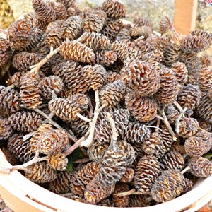 5-20 Douglas Fir Pinecones, Small Pinecones for Crafting, Meduim Pinecones,  Large Pinecones, Crafting Pinecones, Fairy Garden, Diy Foraging 