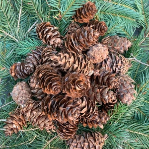 Fir Cones 25 Count Hand Picked from our 40 Year Old Trees From The Pacific Northwest