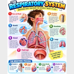 May include: An educational poster titled The Respiratory System, featuring a central illustration of a human torso with lungs and airways. It includes seven numbered sections explaining anatomy and a bottom section detailing the breathing process.