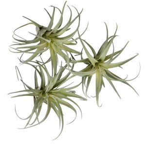 Air Plants - Etsy