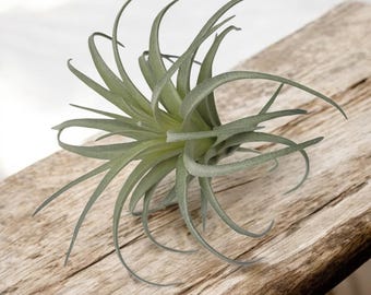Planta de aire artificial - Planta de aire de tamaño mediano, Tillandsia Lonantha verde sintética, suculentas de alta calidad, aspecto y tacto realistas.