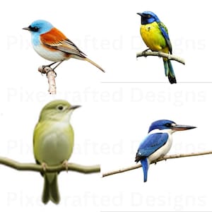 15 &quot;Watercolor Birds PNG Bundle | Hand-Painted Bird Illustrations on Branches | Unique Bird Species Clipart for Sublimation & Scrapbooking&quot;