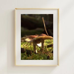 Mushroom forest print - Nature Wall Art, Woodland Decor, Fungi Photography