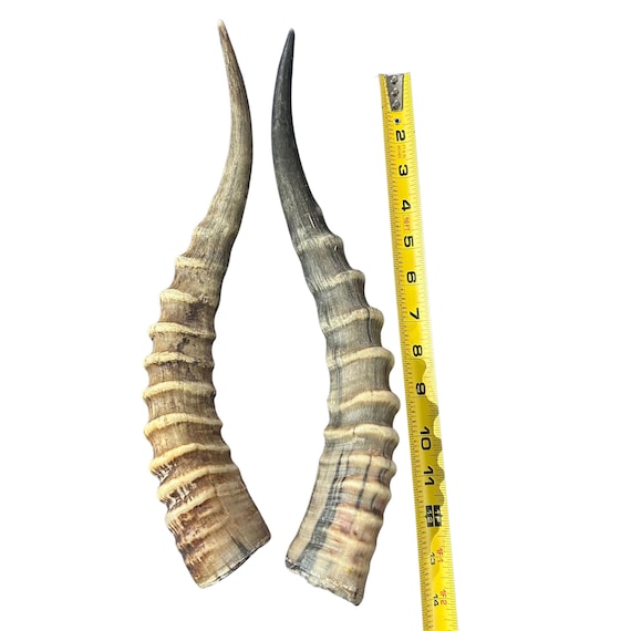NB301GS29 Blesbok Whole Horn - Jantz Supply