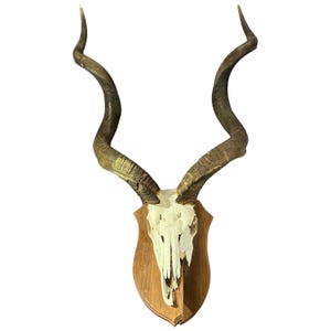 Kudu Skull - Real Greater Kudu Antelope Skull - Wall Art African Decor Antler Horn |  Size: 52X31X13”/ 54&quot; horn (huge!) Ideal Man Cave Gift