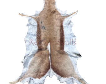 Puede incluir: Piel de animal curtida, con una sección central marrón y bordes marrón claro y blancos. La piel está extendida, mostrando la forma y textura natural del pelaje. El texto "ReBarnSkulls" es visible en la piel.