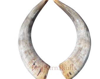 Polished Ox Horn Set (2 horns/left and right) - 22" long Horns Rustic Decor Arts and Crafts Longhorn - Steer Horns
