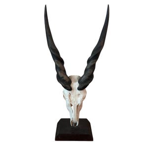 Eland Skull on Wooden Pedestal- Real Antelope Skull for Living Room Decor Real Deer Head African Animal Head Size: 43.5&quot; H X 19&quot; W X 11&quot; D