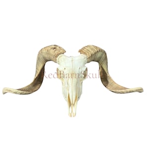 Real Ram Skull - Merino Ram Skull - Size: 27&quot;X13X9&quot; Sheep Skull Horns Wall Art Antler Cowboy Gift, Dad Gift, Western Decor, Man Cave #23