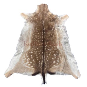 May include: A natural deer hide with a spotted pattern in shades of brown and cream. The hide is spread out, showcasing its shape and texture. The fur is soft and the edges are irregular, typical of a natural animal skin.