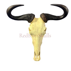 May include: A wildebeest skull featuring large, curved, dark brown horns and a cream-colored bone structure. The text RedBarnSkulls is printed in red across the center of the skull. This animal skull is presented against a plain white background.