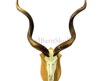 Trophée Antilope Hartebeest – Taxidermie Montée Sur Plaque, Neuf