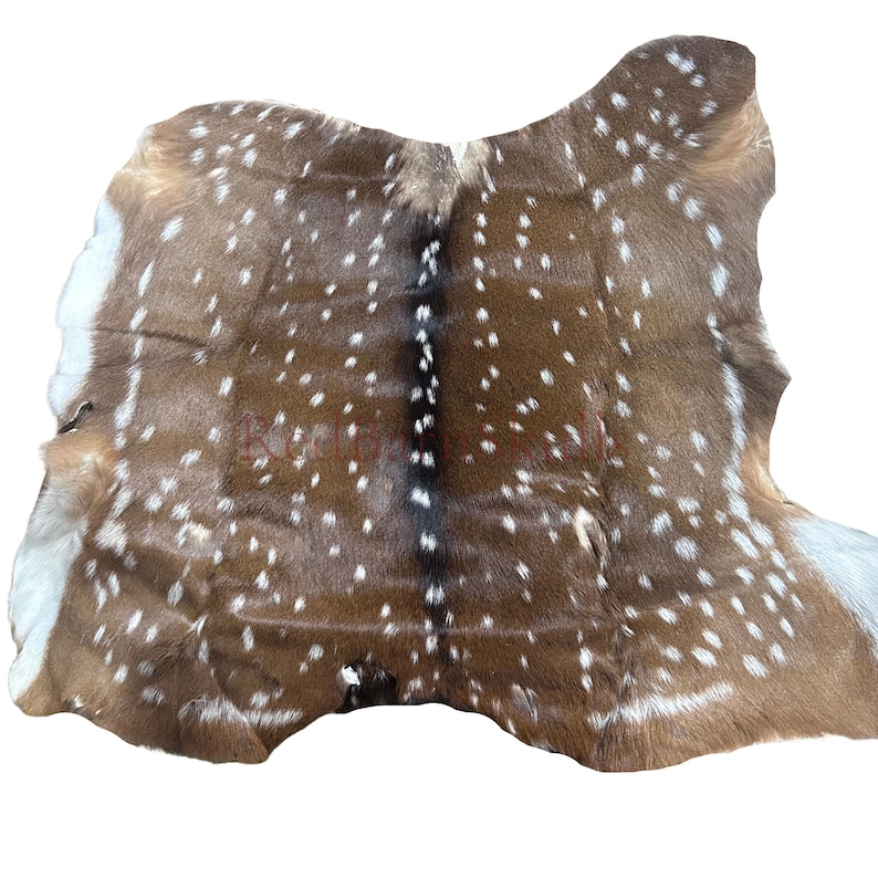 May include: A spotted deer hide with a brown and white pattern. The hide has a natural shape and texture, with a mix of dark brown and white spots. The edges are uneven, and the overall appearance is rustic.