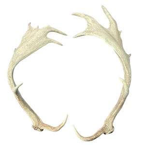 May include: A pair of large, light brown deer antlers, with a smooth, polished finish. The antlers are curved and have multiple points, creating a decorative and rustic look.