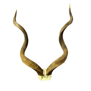 Kudu Skull - Real Greater Kudu Antelope Skull - Wall Art African Decor Antler Horn |  Size: 52X31X13”/ 54.5&quot; and 52&quot; horns (huge!) Man Cave