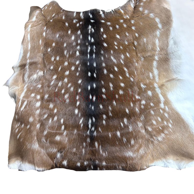 May include: A spotted deer hide with a brown and white pattern. The hide has a natural shape and texture, with a dark brown stripe down the center. The edges are uneven, and the hide is mostly brown with white spots.