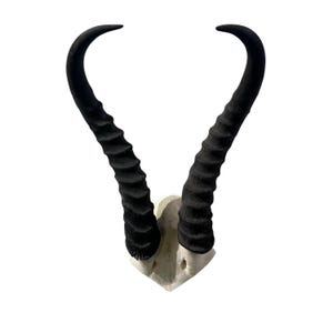 Springbok Skull - Real Deer Skull - Wall Art Horns Antlers Approximate Size: 7LX10WX3D&quot; Affordable Gift Wall Art, Man Cave Skull Gift