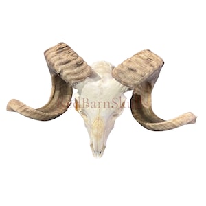 Real Ram Skull - Merino Ram Skull - Size: 21&quot;X13X7&quot; Sheep Skull Horns Wall Art Antler Cowboy Gift, Western Decor, Man Cave Gift #26
